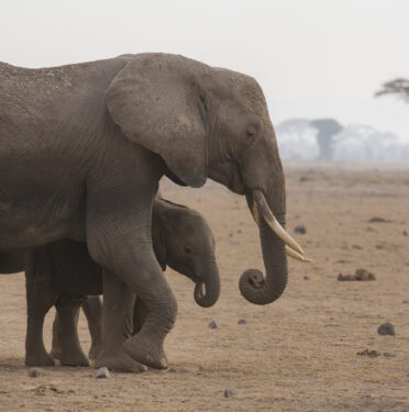 David Shepherd Wildlife Foundation