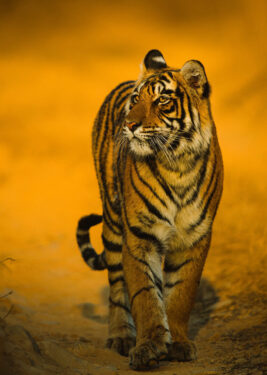 How DSWF is Protecting & Saving Tigers