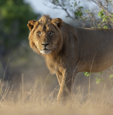 David Shepherd Wildlife Foundation