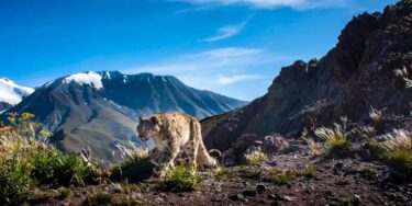 David Shepherd Wildlife Foundation