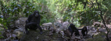 David Shepherd Wildlife Foundation