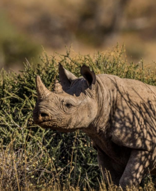 David Shepherd Wildlife Foundation