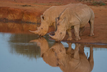 David Shepherd Wildlife Foundation