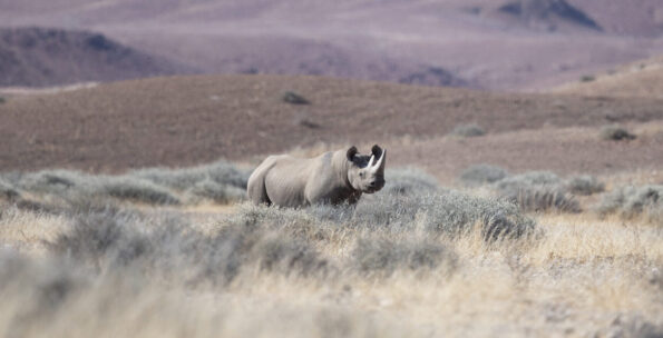 David Shepherd Wildlife Foundation