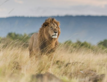 David Shepherd Wildlife Foundation