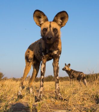 David Shepherd Wildlife Foundation