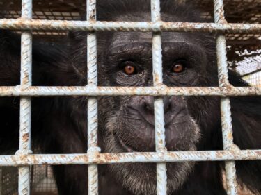 David Shepherd Wildlife Foundation