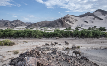 David Shepherd Wildlife Foundation