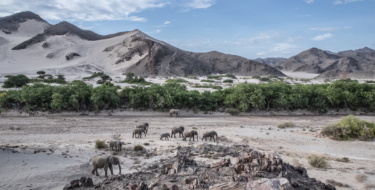 David Shepherd Wildlife Foundation