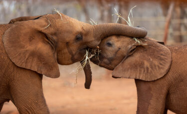 Elephants have a nose for portion size