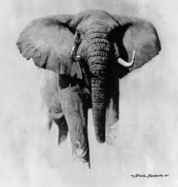 David Shepherd Wildlife Foundation