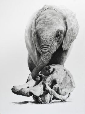 David Shepherd Wildlife Foundation