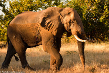 David Shepherd Wildlife Foundation