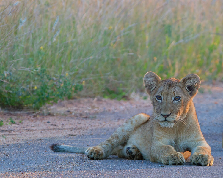 How DSWF Is Protecting & Saving Lions | David Shepherd Wildlife Foundation