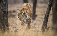 David Shepherd Wildlife Foundation