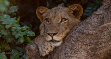 David Shepherd Wildlife Foundation