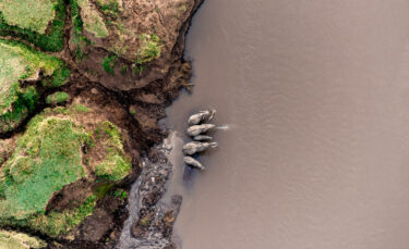 David Shepherd Wildlife Foundation