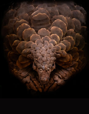 David Shepherd Wildlife Foundation