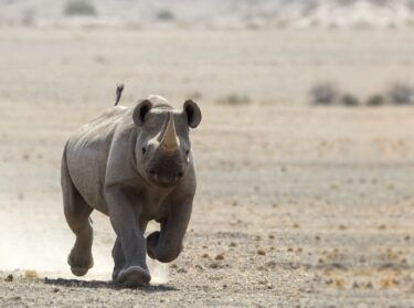 David Shepherd Wildlife Foundation