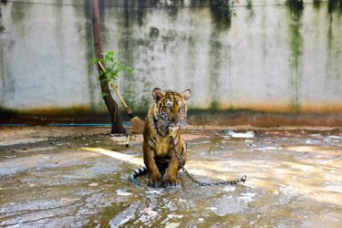 How DSWF is Protecting & Saving Tigers