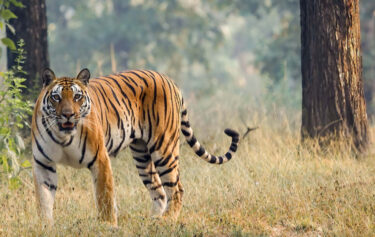 David Shepherd Wildlife Foundation