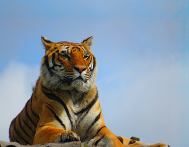 David Shepherd Wildlife Foundation