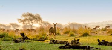 David Shepherd Wildlife Foundation