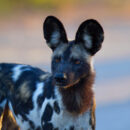 David Shepherd Wildlife Foundation