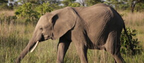 David Shepherd Wildlife Foundation