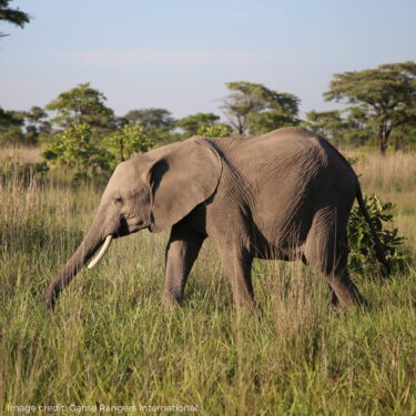 David Shepherd Wildlife Foundation