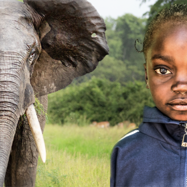 David Shepherd Wildlife Foundation