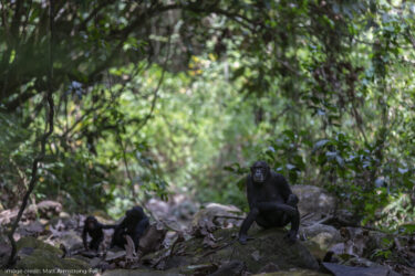 David Shepherd Wildlife Foundation