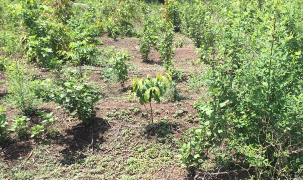 David Shepherd Wildlife Foundation