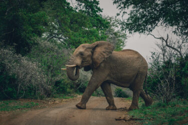 David Shepherd Wildlife Foundation