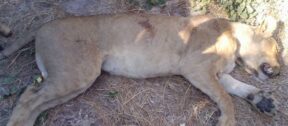 David Shepherd Wildlife Foundation