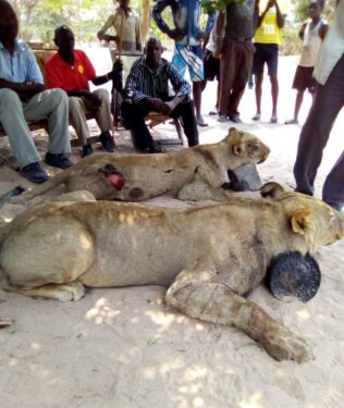 David Shepherd Wildlife Foundation