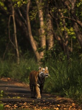 David Shepherd Wildlife Foundation