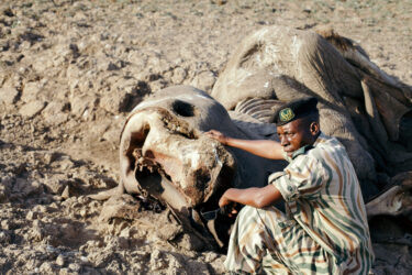 David Shepherd Wildlife Foundation