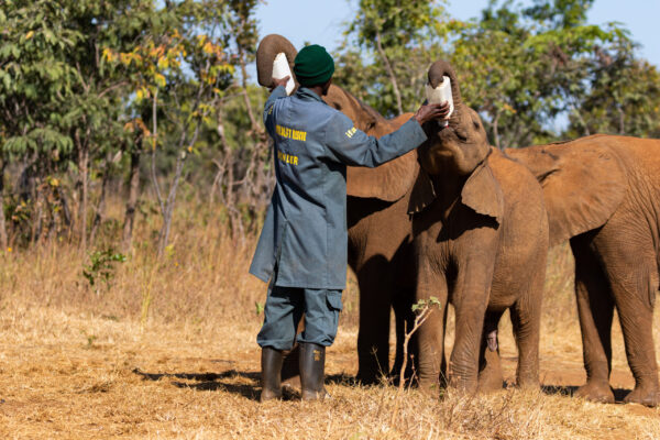 David Shepherd Wildlife Foundation
