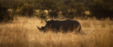 David Shepherd Wildlife Foundation