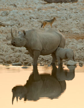 David Shepherd Wildlife Foundation