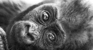David Shepherd Wildlife Foundation