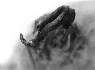 David Shepherd Wildlife Foundation