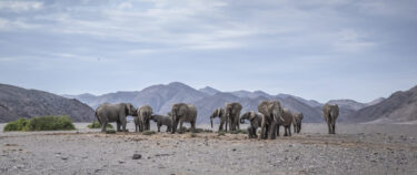 David Shepherd Wildlife Foundation