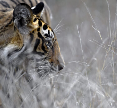 David Shepherd Wildlife Foundation