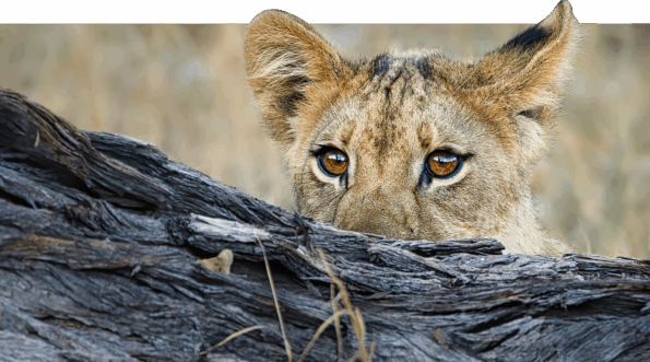 David Shepherd Wildlife Foundation