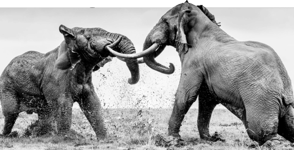 David Shepherd Wildlife Foundation