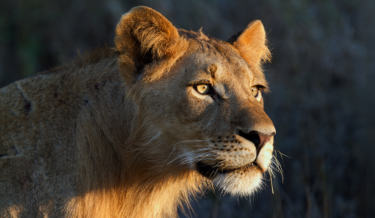 lioness looking into light, sunlight, golden eyes