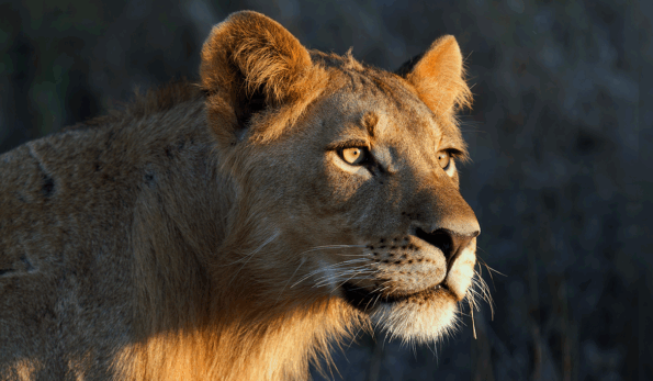 lioness looking into light, sunlight, golden eyes