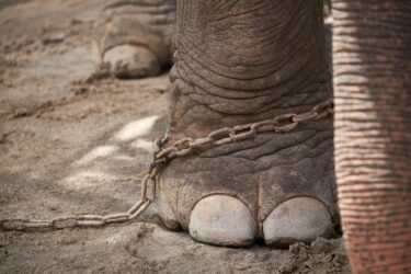 elephant leg with chains